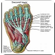 Fit and Healthy Feet for Better Tennis and Less Injuries